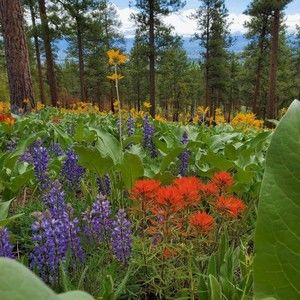 Meet your Posher, Jennie